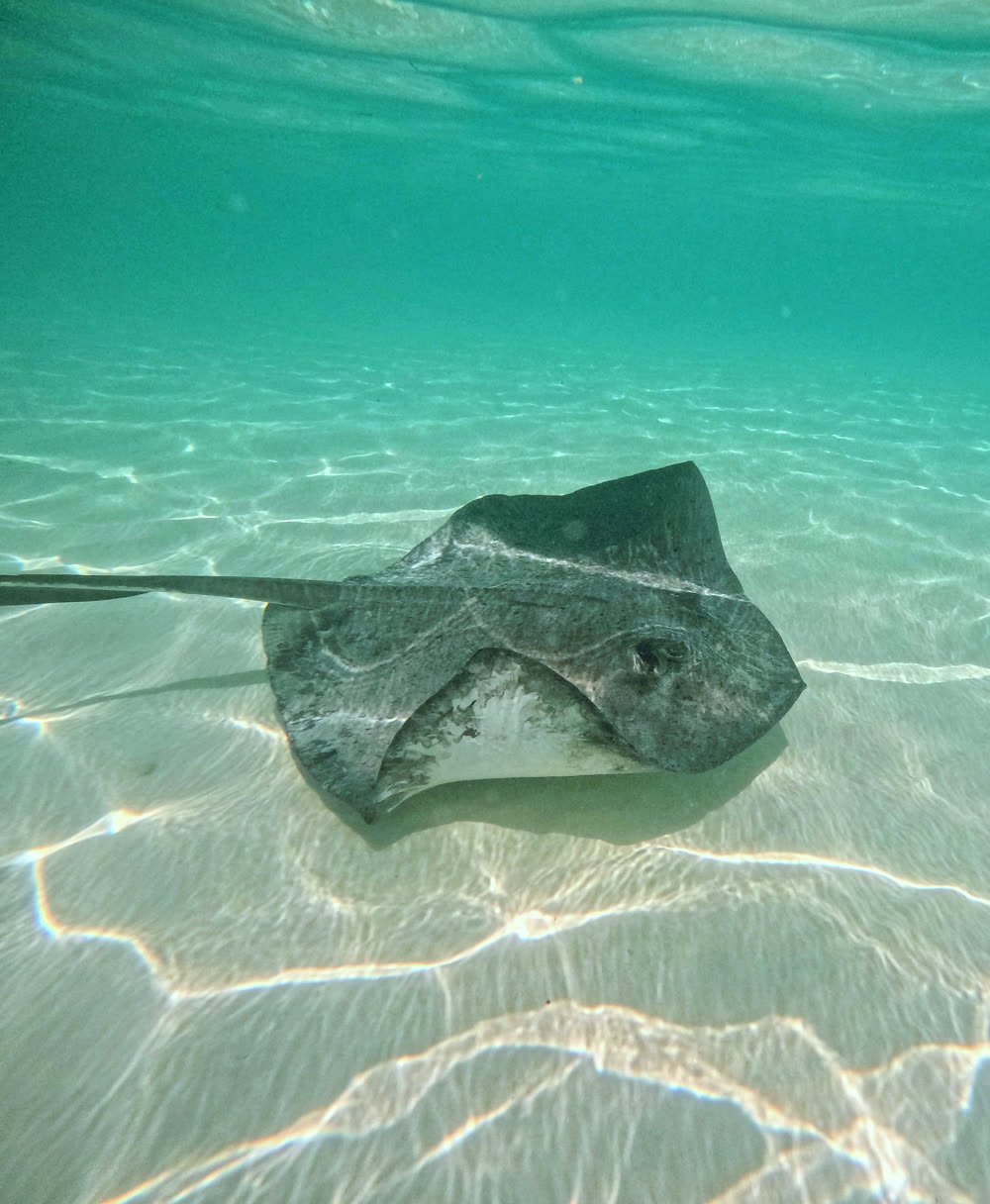 Płaszczka na piaszczystym dnie, Cozumel